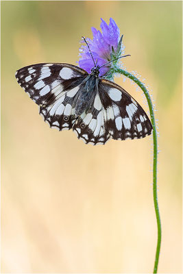 Schachbrettfalter (Melanargia galathea), Männchen, Deutschland, Baden-Württemberg