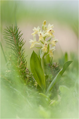 Holunder-Fingerwurz (Dactylorhiza sambucina), Schweiz, Wallis