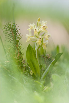 Holunder-Fingerwurz (Dactylorhiza sambucina), Schweiz, Wallis