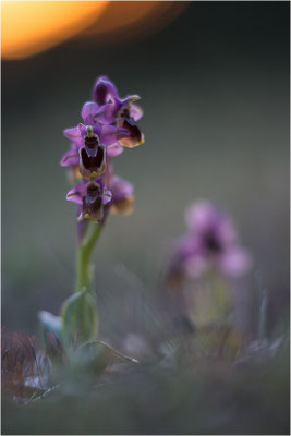 Ophrys tenthredinifera