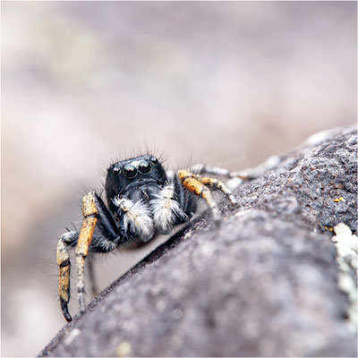 Goldaugen-Springspinne (Philaeus chrysops), Männchen, Frankreich, Ardèche