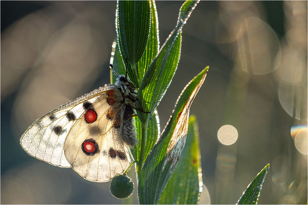 Roter Apollo (Parnassius apollo linnei), Schweden, Gotland