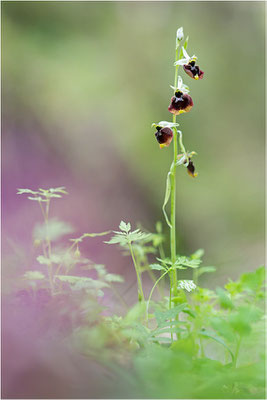 Chesterman´s Ragwurz (Ophrys chestermanii)