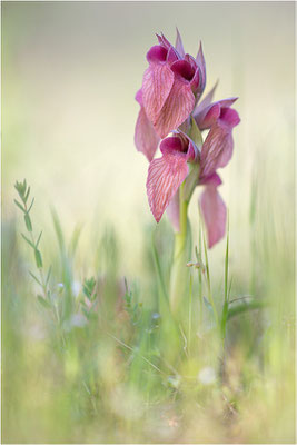 Verkannter Zungenstendel (Serapias neglecta), Frankreich, Var