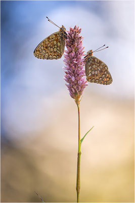 Stiefmütterchen-Perlmutterfalter (Argynnis niobe), Italien, Region Aostatal, 2000m