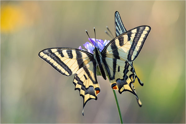 Südlicher Schwalbenschwanz (Papilio alexanor destelensis), Männchen, Frankreich, Dep. Vaucluse