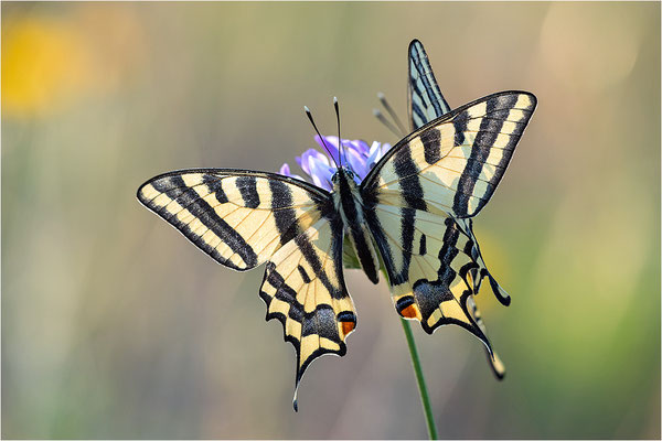 Südlicher Schwalbenschwanz (Papilio alexanor destelensis), Männchen, Frankreich, Dep. Vaucluse