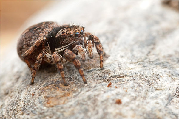 unbekannte Springspinne, Schweiz, Wallis