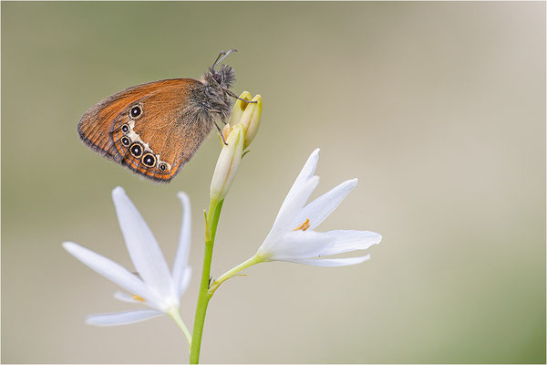 Darwin´s Wiesenvögelchen (Coenonympha darwinia), Schweiz, Kanton Tessin, 1.600m