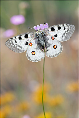 Roter Apollo (Parnassius apollo lozerae), Frankreich, Dep. Lozere