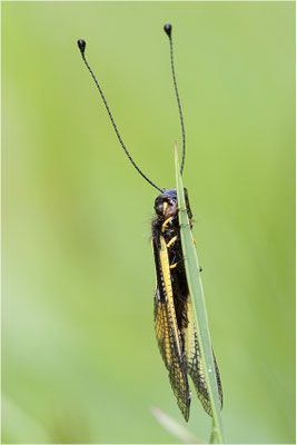 Libellen-Schmetterlingshaft (Libelloides coccajus), Schweiz, Wallis
