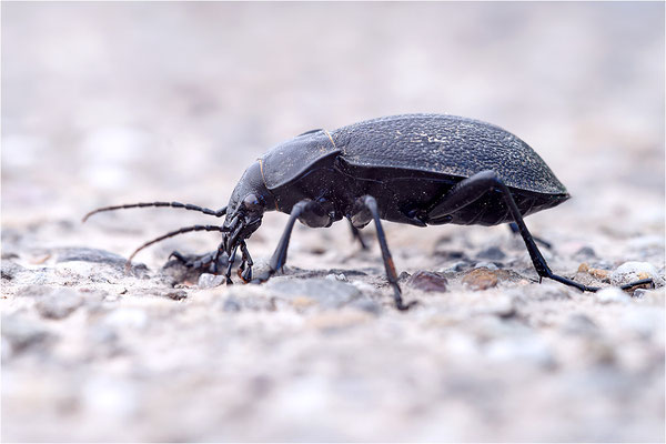 Leder-Laufkäfer (Carabus coriaceus)