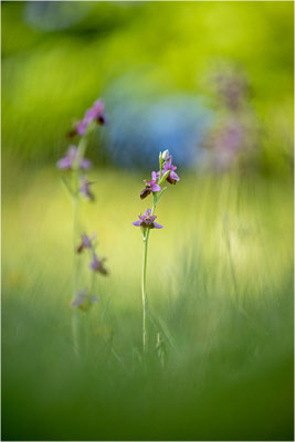 Ophrys aveyronensis