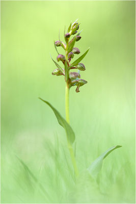 Grüne Hohlzunge (Coeloglossum viride), Schweiz, Oberwallis