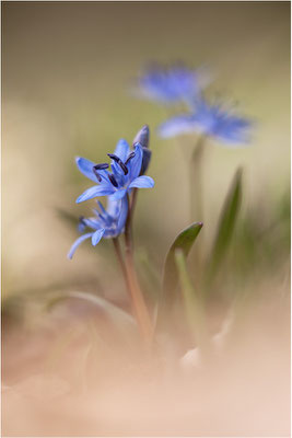 Zweiblättriger Blaustern (Scilla bifolia), Deutschland, Baden-Württemberg