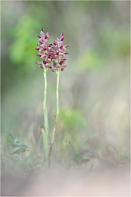 Duftende Spitzorchis (Anacamptis fragrans), Korsika