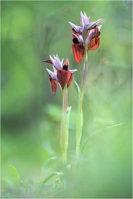 Herzförmiger Zungenstendel (Serapias cordigera), Italien, Sardinien