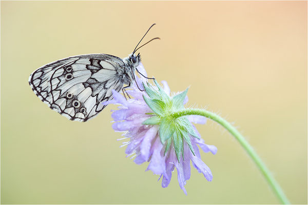 Schachbrettfalter (Melanargia galathea), Männchen, Deutschland, Baden-Württemberg