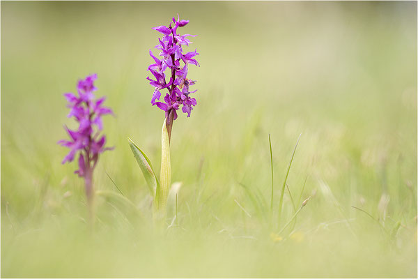 Manns-Knabenkraut (Orchis mascula), Frankreich, Drôme