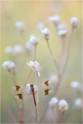 Gebänderte Heidelibelle (Sympetrum pedemontanum), Frankreich, Drôme