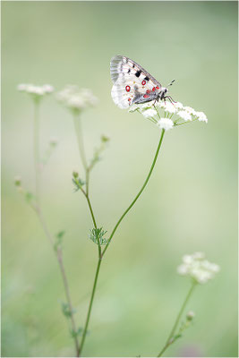 Roter Apollo (Parnassius apollo substitutus), Frankreich, Savoyen