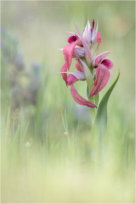 Verkannter Zungenstendel (Serapias neglecta), Frankreich, Var