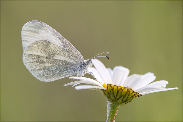 Tintenfleck-Weißling (Leptidea sinapis bzw. juvernica), Deutschland, Baden-Württemberg