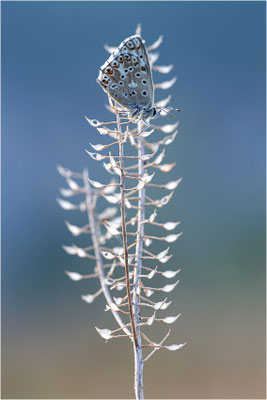 Spanischer Bläuling (Polyommatus hispana), Männchen, Frankreich, Dep. Ardéche