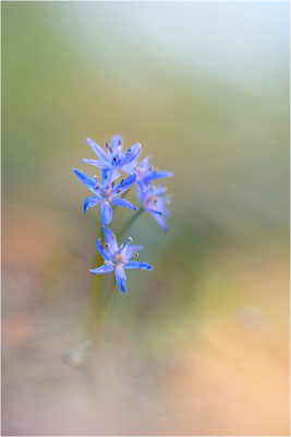 Zweiblättriger Blaustern (Scilla bifolia), Deutschland, Baden-Württemberg