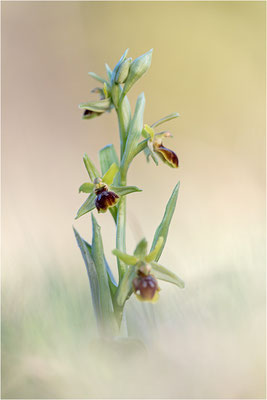 Ophrys exaltata marzuola (Ophrys exaltata occidentalis)