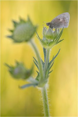 Kleines Wiesenvögelchen (Coenonympha pamphilus), Deutschland, Baden-Württemberg