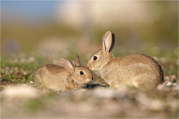 Wildkaninchen (Oryctolagus cuniculus), Gotland, Schweden