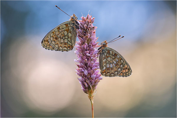 Stiefmütterchen-Perlmutterfalter (Argynnis niobe), Italien, Region Aostatal, 2000m