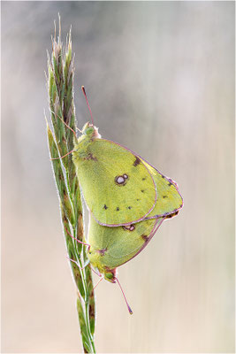 Gelbling (Colias spec.), Paarung, Deutschland, Bayern