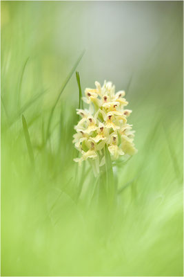 Holunder-Fingerwurz (Dactylorhiza sambucina), Schweiz, Wallis