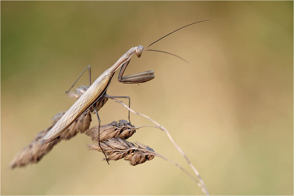 Europäische Gottesanbeterin (Mantis religiosa), Männchen, Deutschland, Baden-Württemberg