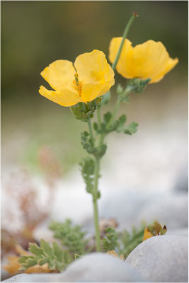 Gelber Hornmohn (Glaucium flavum), Frankreich, Drôme