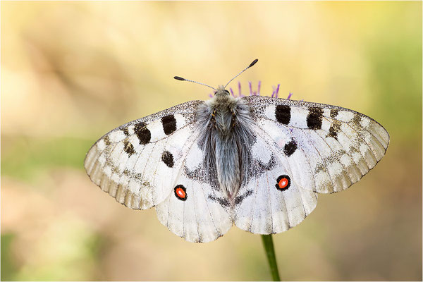Roter Apollo (Parnassius apollo valesiacus), Schweiz, Kanton Wallis