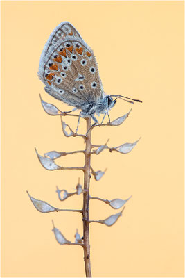 Kleiner Esparsetten-Bläuling (Polyommatus thersites), Frankreich, Dep. Ardéche