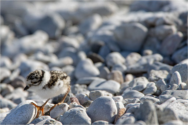 Sandregenpfeifer (Charadrius hiaticula), Gotland, Schweden