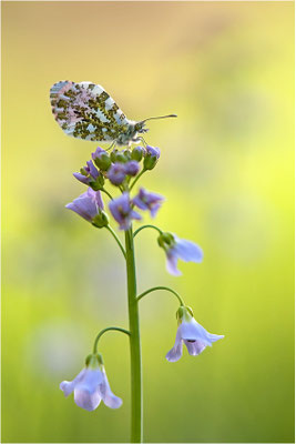 Aurorafalter (Anthocharis cardamines), Männchen, Deutschland, Baden-Württemberg