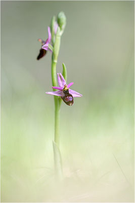 Drôme-Ragwurz (Ophrys drumana), Frankreich, Dep. Drôme