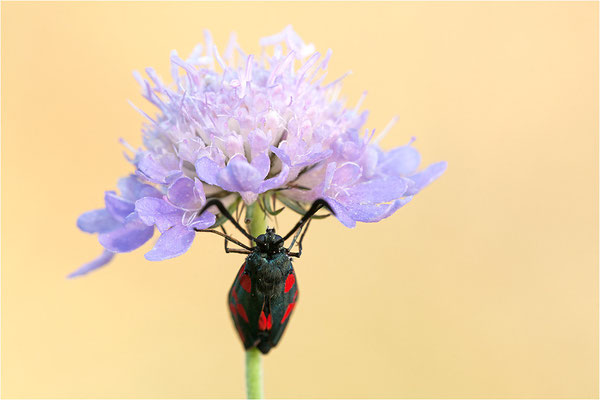 Sechsfleck-Widderchen (Zygaena filipendulae), Deutschland, Baden-Württemberg