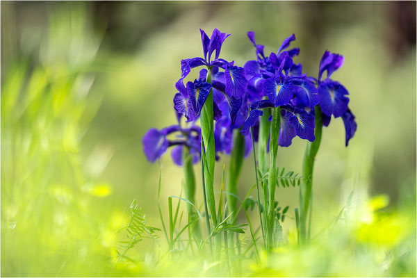 Iris latifolia - Pyrenäen-Schwertlilie