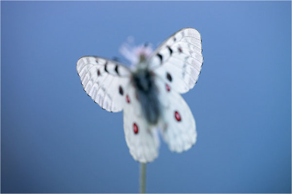 Roter Apollo (Parnassius apollo pyrenaicus), Frankreich, Dep. Hautes-Pyrénées