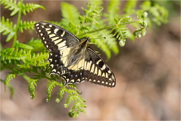 Korsischer Schwalbenschwanz (Papilio hospiton), Männchen, Frankreich, Zentralkorsika