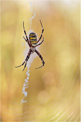 Wespenspinne (Argiope bruennichi), Weibchen, Deutschland, Baden-Württemberg