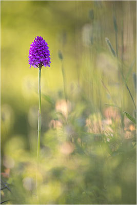 Pyramiden-Hundswurz (Anacamptis pyramidalis), Piemont, Italien