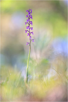Kleine Hundswurz (Anacamptis morio picta), Dep. Var, Frankreich
