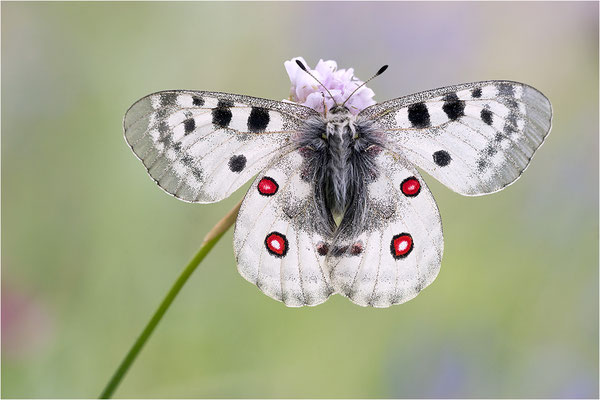Roter Apollo (Parnassius apollo pedemontanus), Italien, Region Aostatal